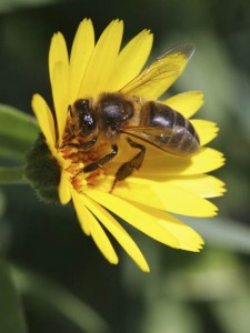 Honeybee on yellow flower